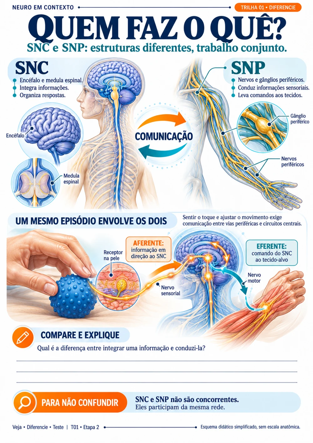 Etapa Diferencie, comparação entre SNC e SNP